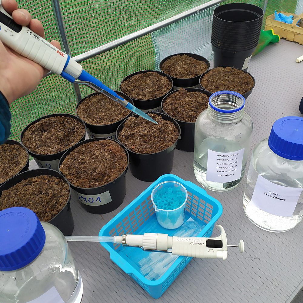 Pot experiment with alternative fertilisers
