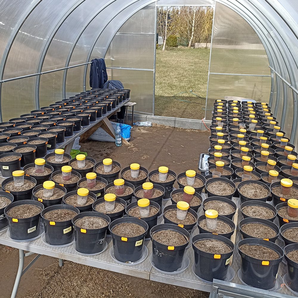 Pot experiment in the research greenhouse