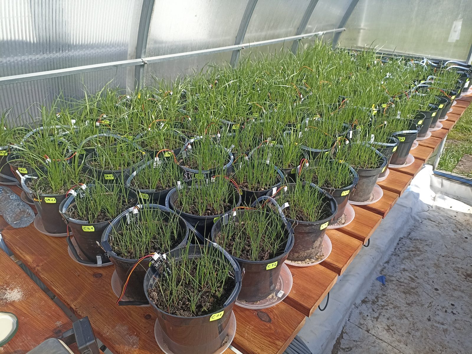 Experiment variants a few weeks after sowing