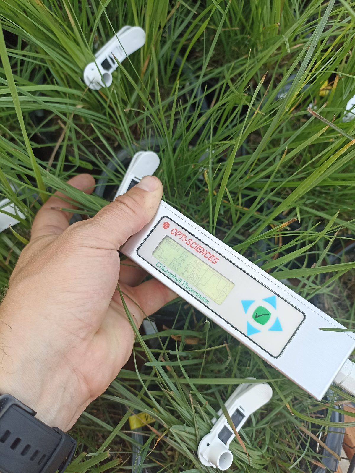 Measurement on a leaf